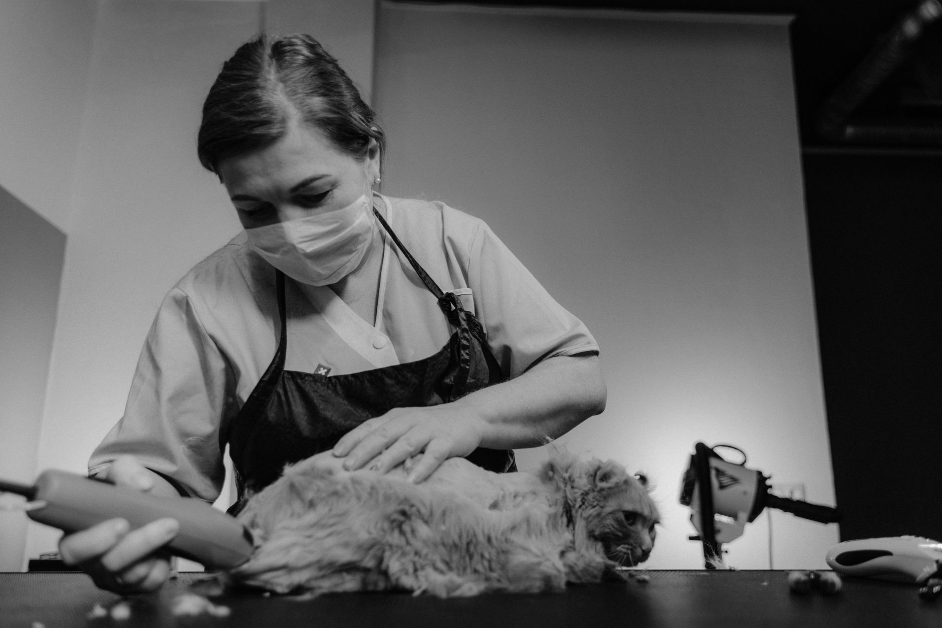 Toiletteur à 